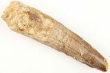 Bargain, Fossil Spinosaurus Tooth - Real Dinosaur Tooth #204515-1